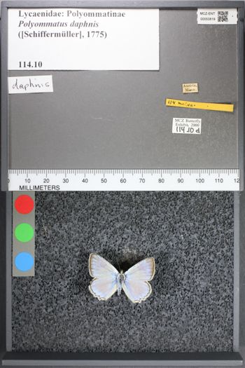 Media type: image;   Entomology 53819